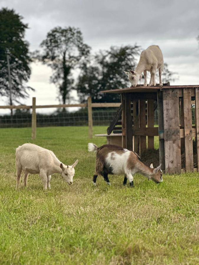 Appartamento The Cow Shed Narberth Esterno foto