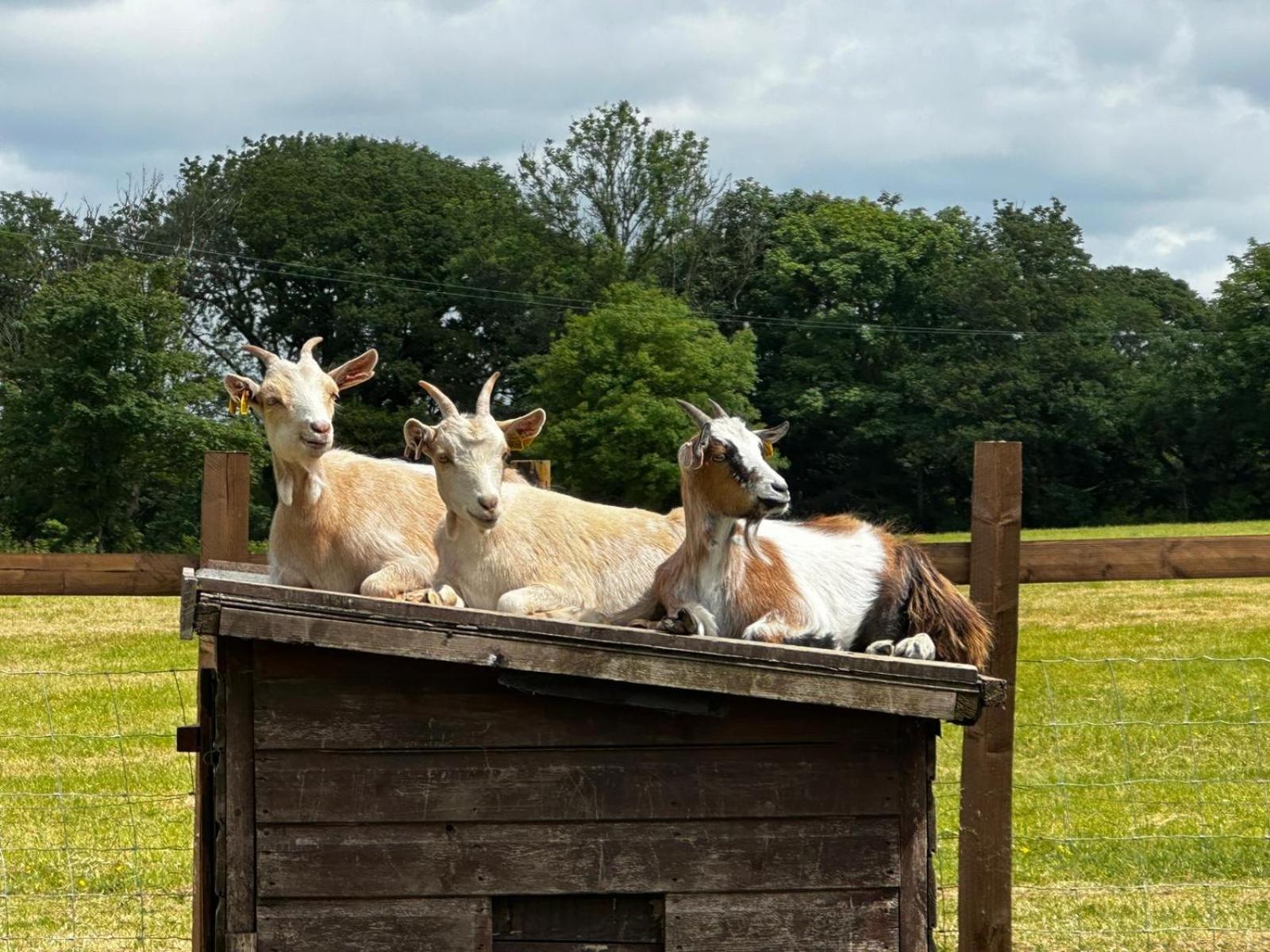 Appartamento The Cow Shed Narberth Esterno foto